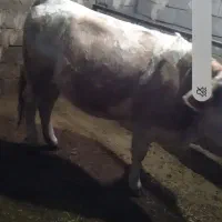 گاو سیمتال وبرژیک