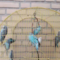 مرغ عشق جوان سالم کارداده|پرنده|خمینیشهر, |دیوار