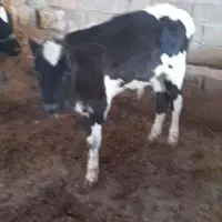 حمیدیه|حیوانات مزرعه|حمیدیه, |دیوار