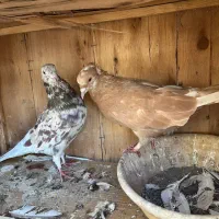 کفتر سرور کاشان|پرنده|تهران, ستارخان|دیوار