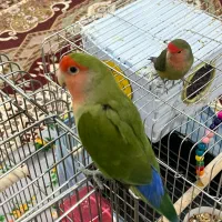 ۱ جفت طوطی برزیلی|پرنده|تهران, تهرانسر غربی|دیوار