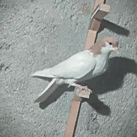 کفتر پرشی|پرنده|چناران, |دیوار