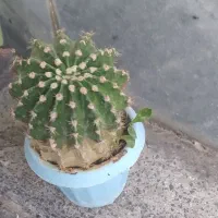 کاکتوس 2|گل و گیاه طبیعی|شاهین دژ, |دیوار