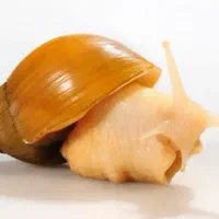 فروش حلزون سوپر مولد