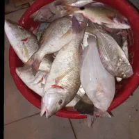 ماهی فروشی|ماهی|هندیجان, |دیوار