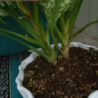 اگلونما برفی|گل و گیاه طبیعی|قم, علی آباد سعدگان|دیوار