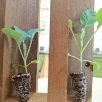 نشا انواع کاهو کلم بادمجان گوجه|گل و گیاه طبیعی|دزفول, |دیوار