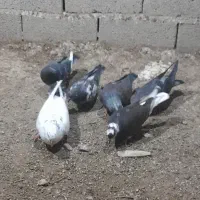 کبوتر پرشی
