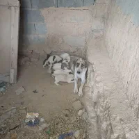 توله سگ