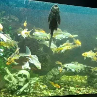 ماهی کوی و گوپی