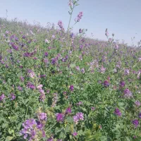 اجاره زمین کشاورزی|اجارهٔ دفتر صنعتی، کشاورزی، تجاری|پارس‌آباد, |دیوار