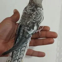 جوجه عروس هلندی دانخور|پرنده|دزفول, |دیوار