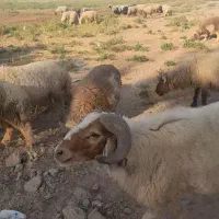 بره|حیوانات مزرعه|اهواز, ملاشیه|دیوار