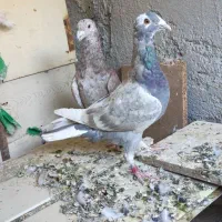 بورمگس|پرنده|نازیل, |دیوار