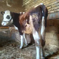 گاو و گوساله سمینتال