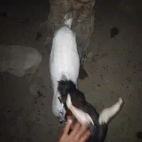 بز نر پاکستانی