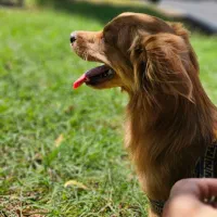 اشپیتز نر جهت جفتگیری