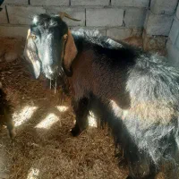 بزغاله وبز|حیوانات مزرعه|آبدانان, |دیوار