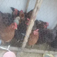 مرغ تخمگزار