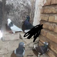 5 عدد کفتر فروشی|پرنده|تایباد, |دیوار