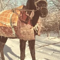 اسب نریان دوخون|اسب و تجهیزات اسب‌سواری|بجنورد, |دیوار