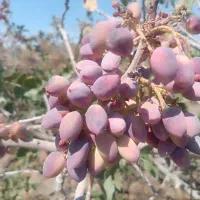 فروش ۱۰۰۰ متری|فروش دفتر صنعتی، کشاورزی، تجاری|زرند, |دیوار