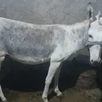 یک عدد الاغ ماده|حیوانات مزرعه|کوهمره, |دیوار