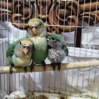 راهب گرینچیک کوتوله برزیلی عروس هلندی|حراج|رشت, لاکان|دیوار