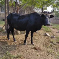 گاو دورگ محلی ۸ماه به بالا شکم