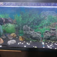 اکواریوم|ماهی|تهران, جوادیه تهرانپارس|دیوار