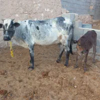 گاو و گوساله|حیوانات مزرعه|کردیان, |دیوار