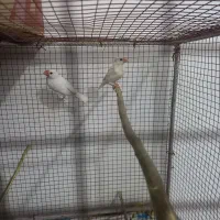 دوجفت فنج نرگسی