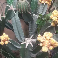 فروش کاکتوس ریز درشت درهم حراجی