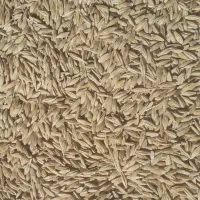 جو محلی دیمی