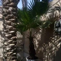 فروش نخل پالم واشنگتن|گل و گیاه طبیعی|بندر ماهشهر, |دیوار