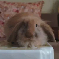 واگذاری رایگان بچه خرگوش لوپ سه ماهه|موش و خرگوش|کرج, گلشهر|دیوار