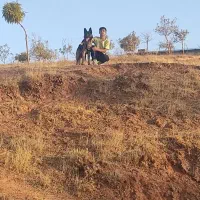 سگ ژرمن نر 13 ماه.معاوضه با قفس لانه توری