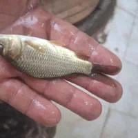 / کپور /فیتوپلنگ/وبرون وامور|ماهی|زنجان, |دیوار