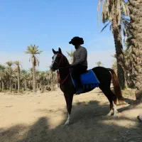 اسب|اسب و تجهیزات اسب‌سواری|جهرم, |دیوار