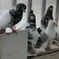 کبوتر|پرنده|شاهرود, |دیوار