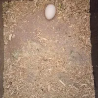 عروس هلندی تخم گذارن و یک جفت|پرنده|اهر, |دیوار