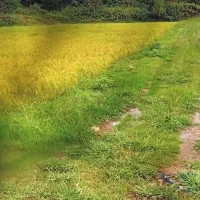 ۵ هکتار شالی|فروش دفتر صنعتی، کشاورزی، تجاری|اطاقور, |دیوار