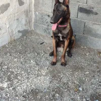 سگ مالینیوز رودان