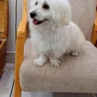 سگ شیتزو|سگ|بندر ماهشهر, |دیوار