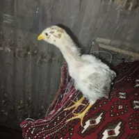 جوجه محلی با کیفیت