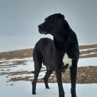 سگ ماده|سگ|شیروان (خراسان), |دیوار