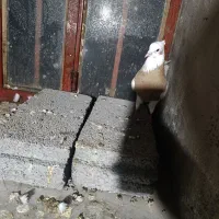 کبوتر طوقی|پرنده|سنندج, |دیوار