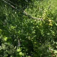 کاه گندم با علف