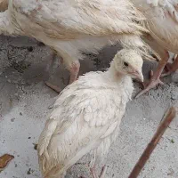 جوجه بوقلمون