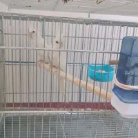 عروس هلندی|پرنده|شهرکرد, |دیوار